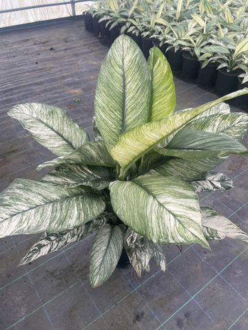 Spathiphyllum Sensation Variegated