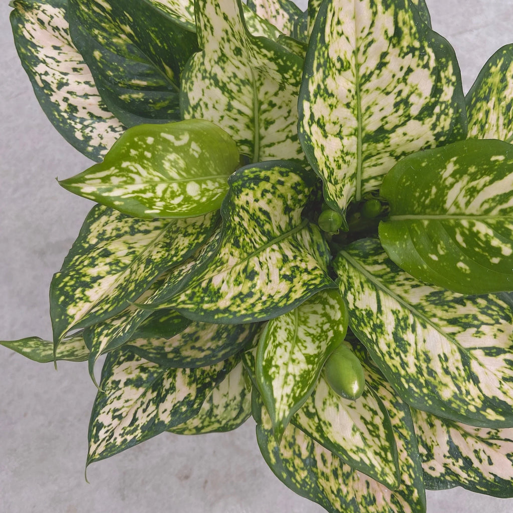 Agaonema Thai Snowflake