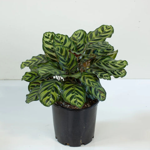 Calathea makoyana