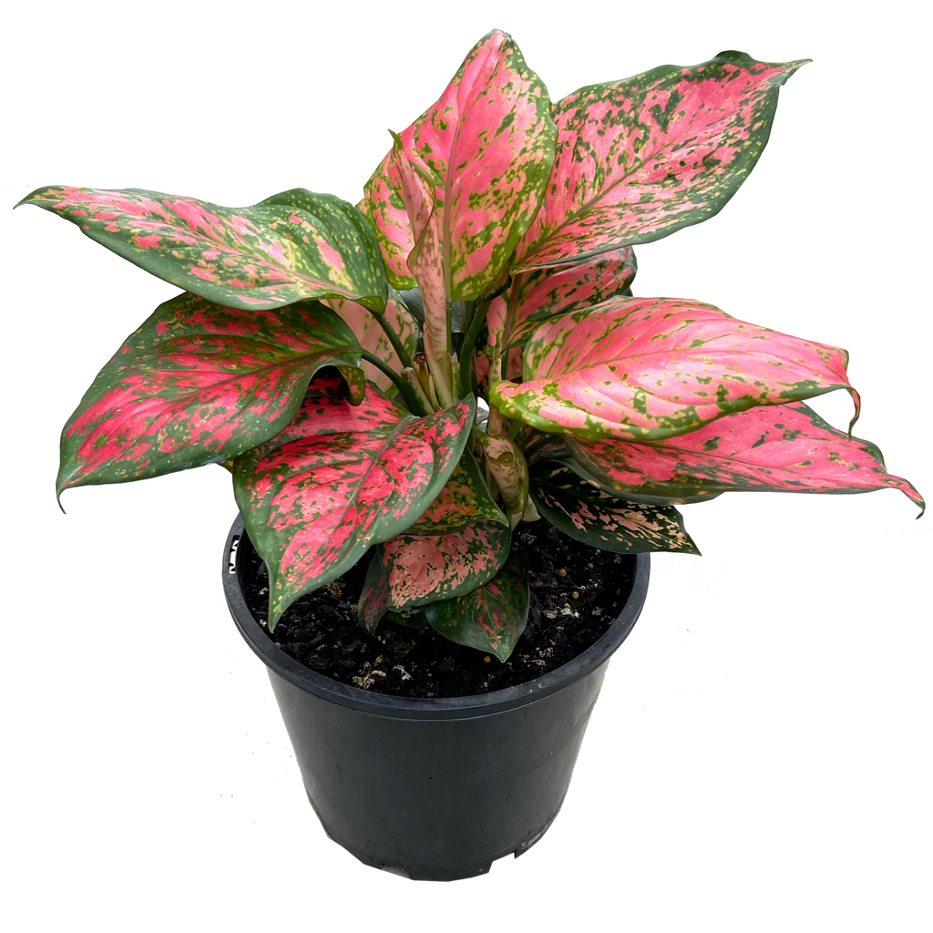 Aglaonema "Lady Valentine"