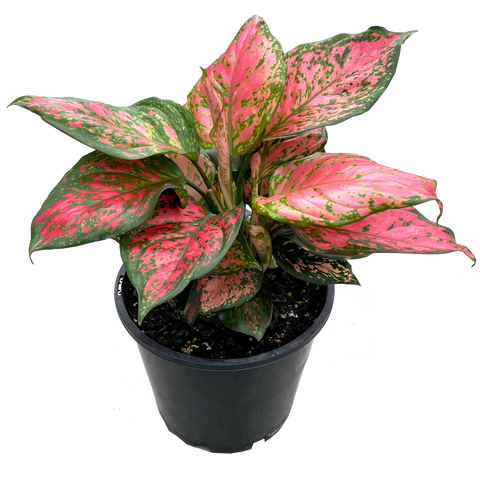 Aglaonema "Lady Valentine"