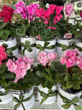 Potted Cyclamen