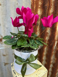 Potted Cyclamen