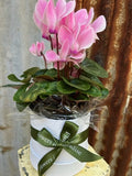 Potted Cyclamen