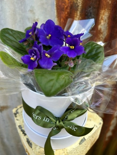 Potted African Violet