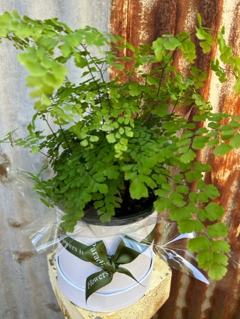 Potted Maiden hair Fern