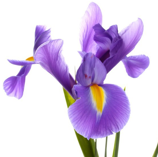Iris Wrap