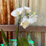 Potted Phalaenopsis Orchid miniature